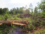 2022-05-20 - Tornado beim Sturmtief Emmelinde Solling - Steinlade bis Gehren (09)